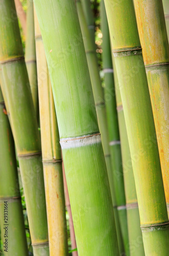 Bambus - bamboo 42