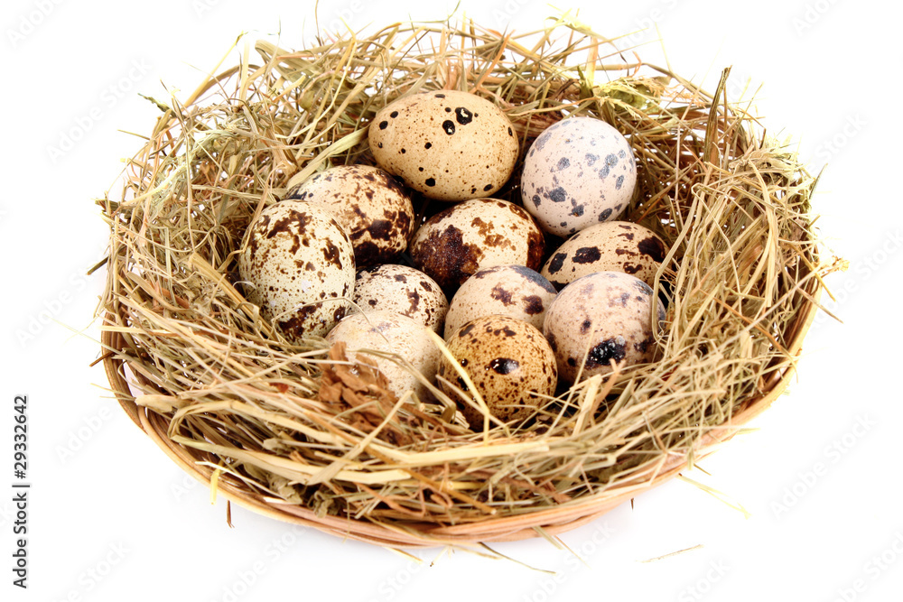 quail eggs in hay quail eggs in hay
