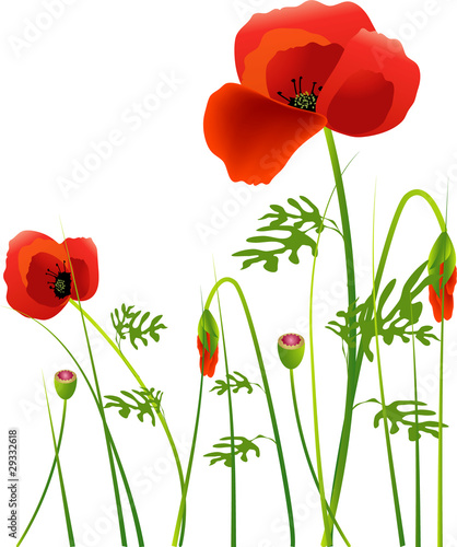 field of poppies