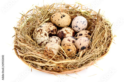 quail eggs in hay