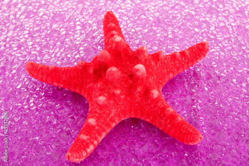 Seastar on red background