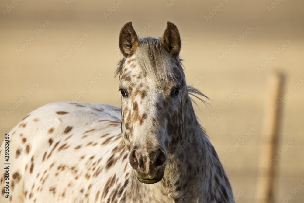 Horse in Pasture Canada