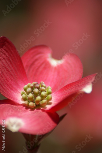 Red Dogwood photo