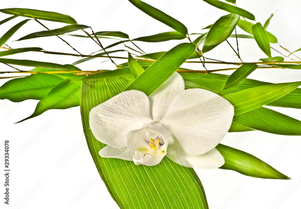 Obraz premium white orchid and bamboo