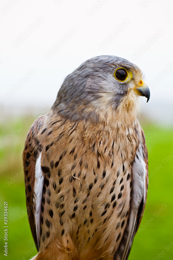 falcon close up falcon close up