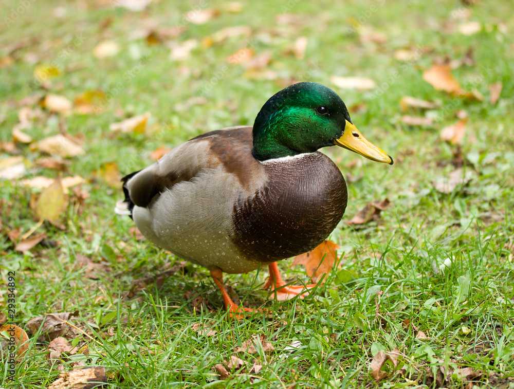 wild duck wild duck