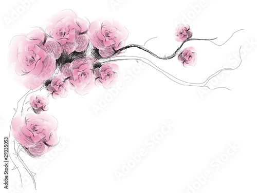 Dog-Rose flowers background / realistic sketch (not auto-traced)