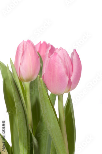 Pink tulips