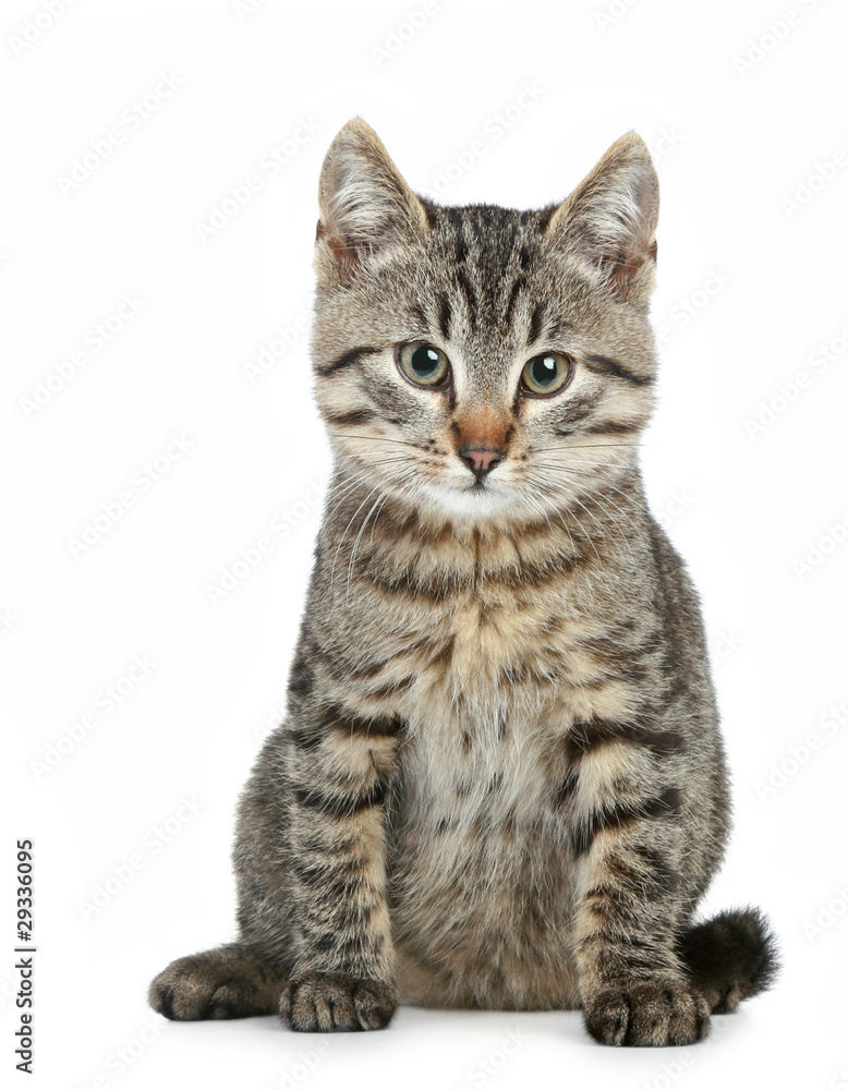 Small brown kitten on a white background