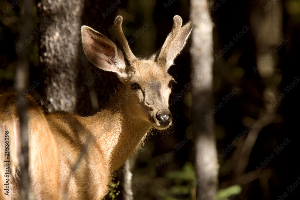 Deer Buck Deer Buck