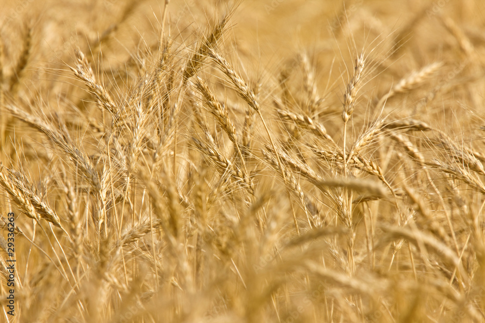 Fototapeta premium Wheat Field