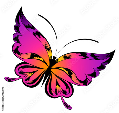 Vector beautiful butterfly
