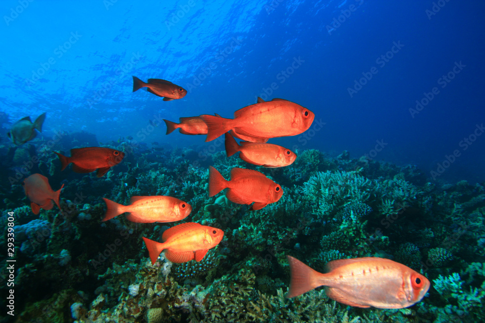 Shoal of Crescent-tail Bigeye fish on a coral reef Shoal of Crescent-tail Bigeye fish on a coral reef