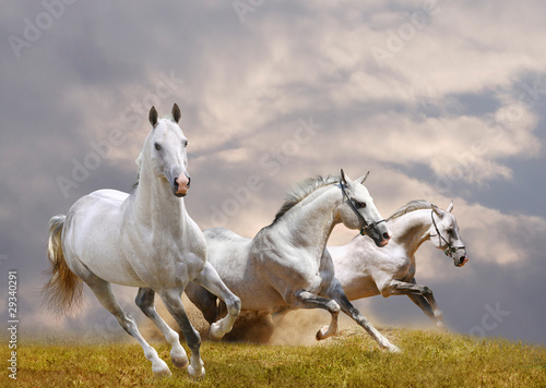 Obraz na plátně white horses