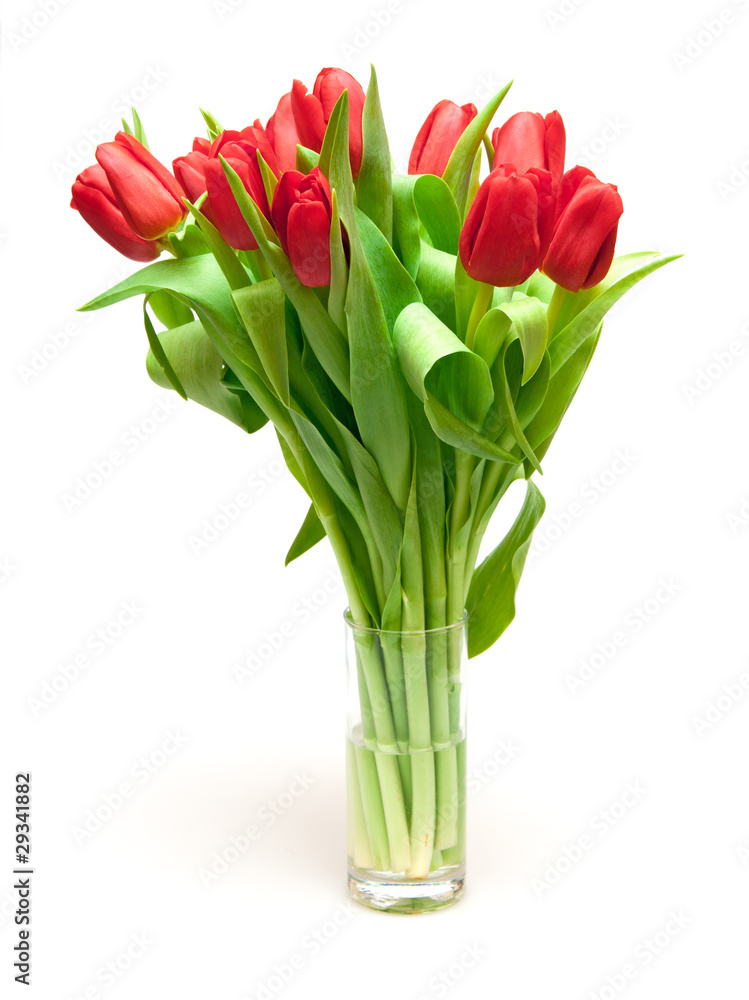 tulips tulips