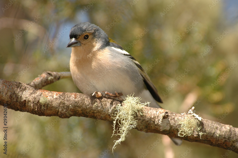 Obraz premium Madeira-Buchfink