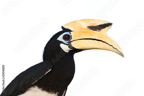 Palawan hornbill bird in close up photo