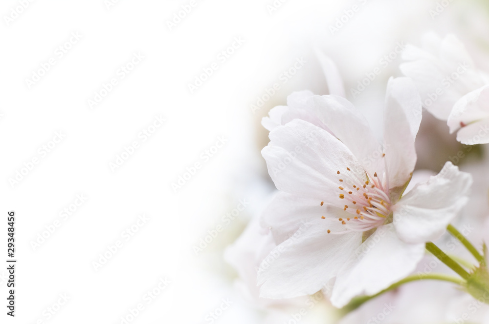 Kirschblüte mit Textfreiraum Kirschblüte mit Textfreiraum