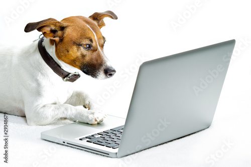 dog in front of laptop © Javier brosch
