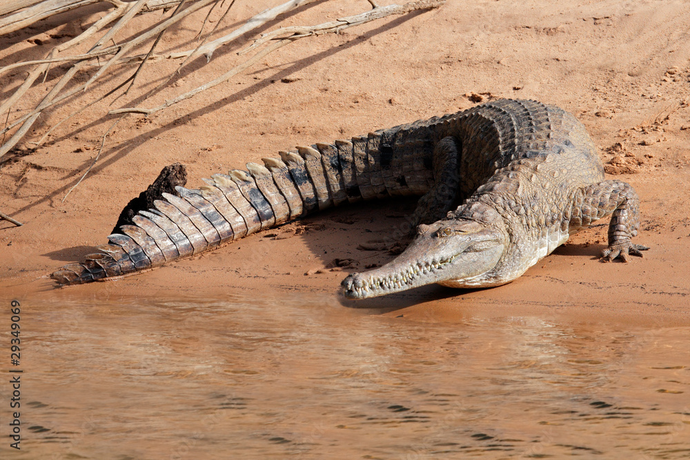 Naklejka premium Freshwater crocodile, Australia
