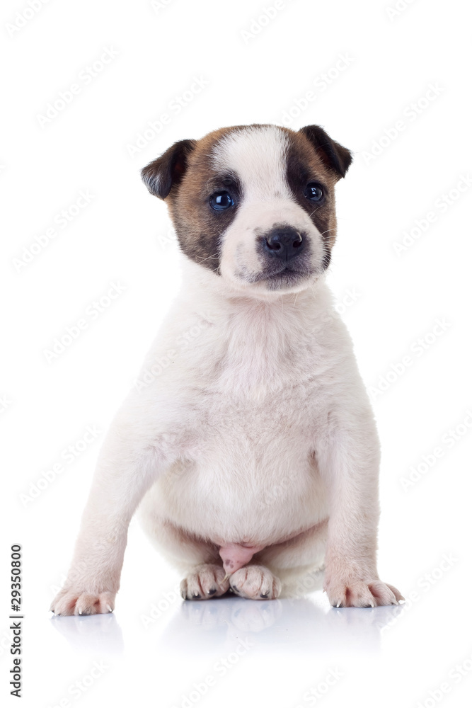 adorable little puppy sitting on a white background