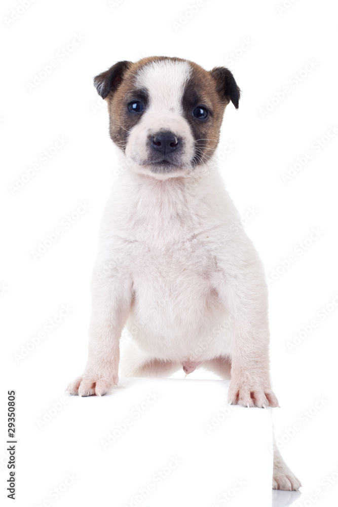 puppy standing on a blank sign