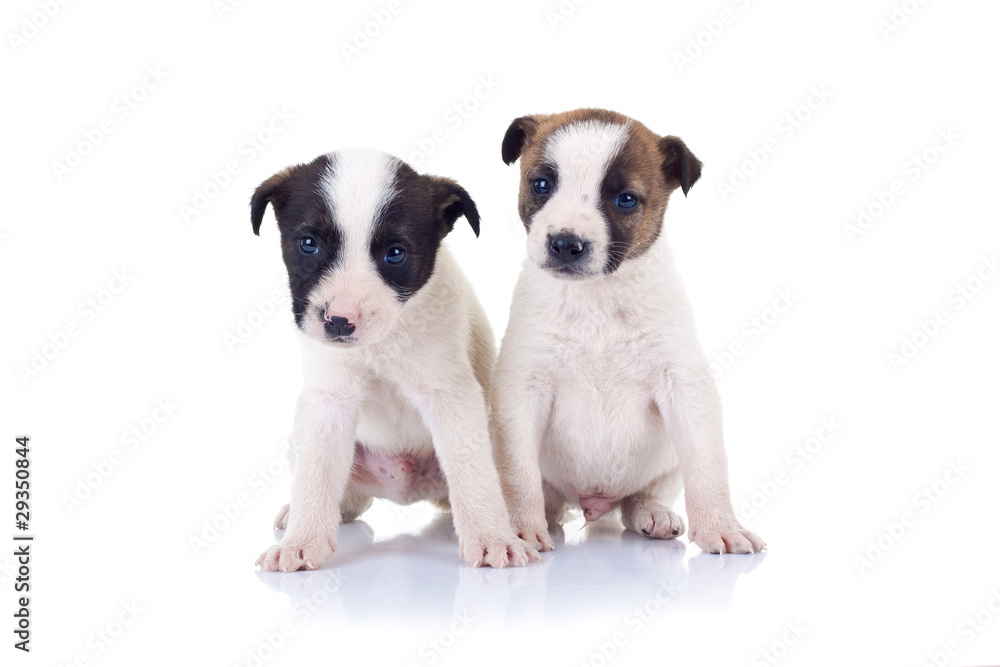 two funny puppies sitting