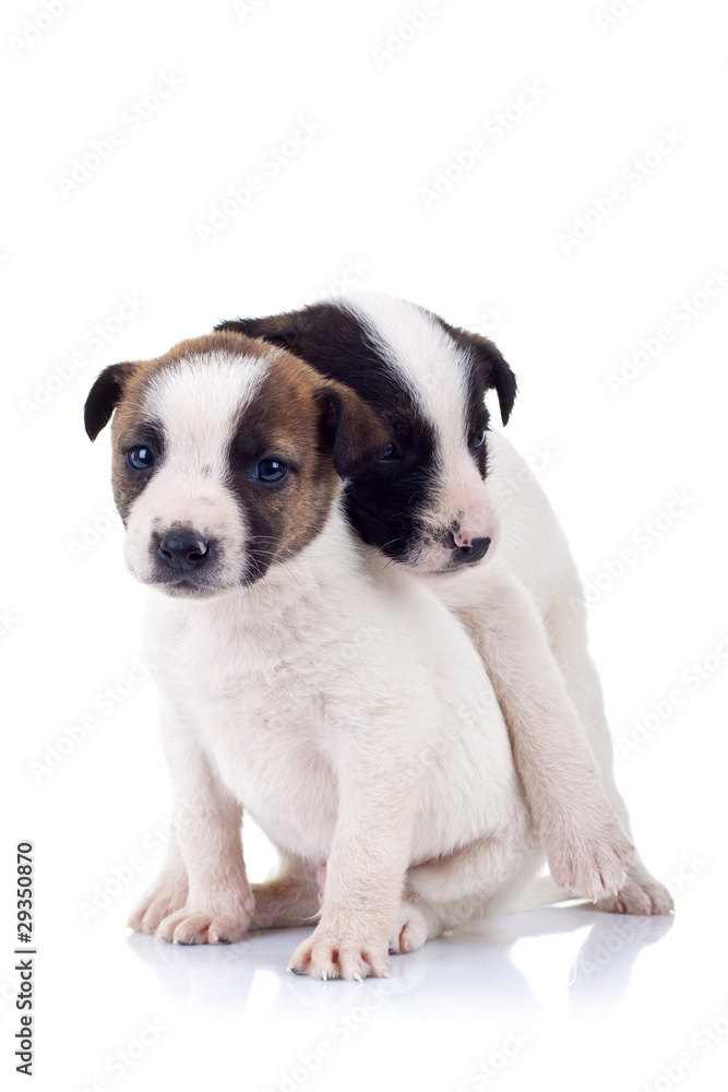 two small puppies embracing