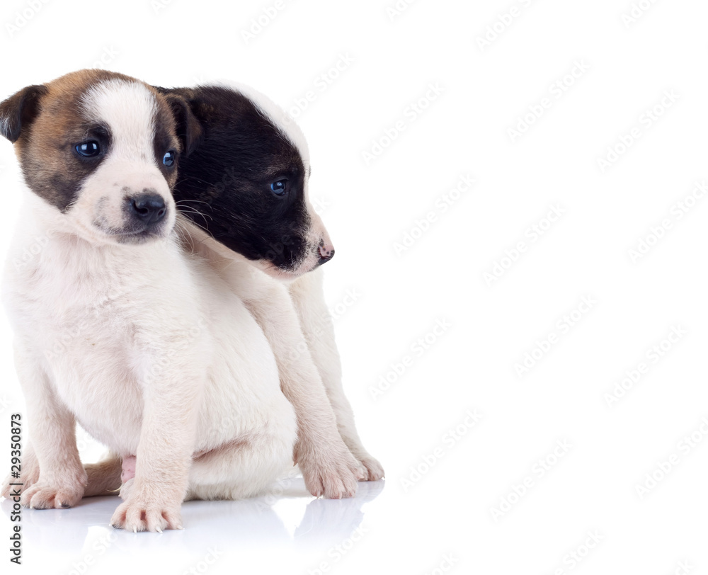 cute little puppies looking to a side cute little puppies looking to a side