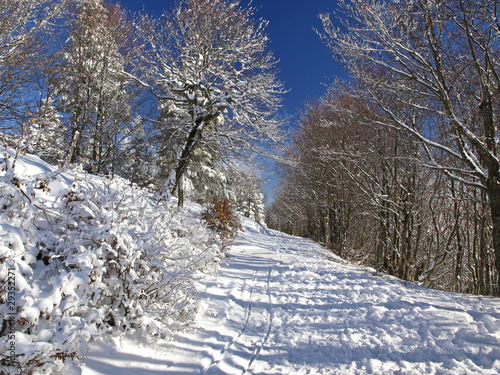 CHEMIN  ENNEIGE photo