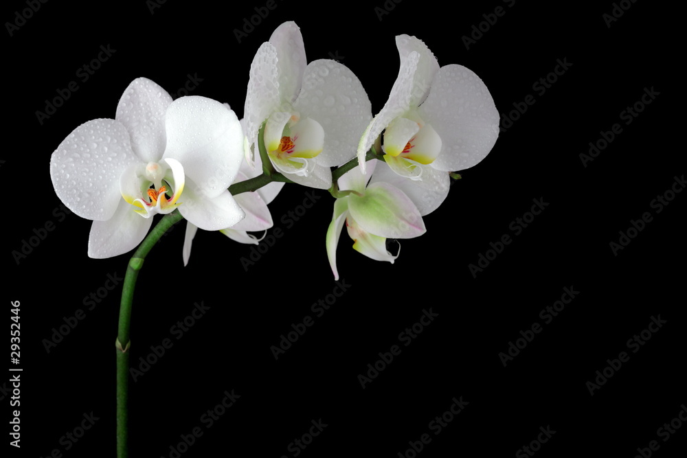Obraz premium Biała orchidea z kroplą rosy