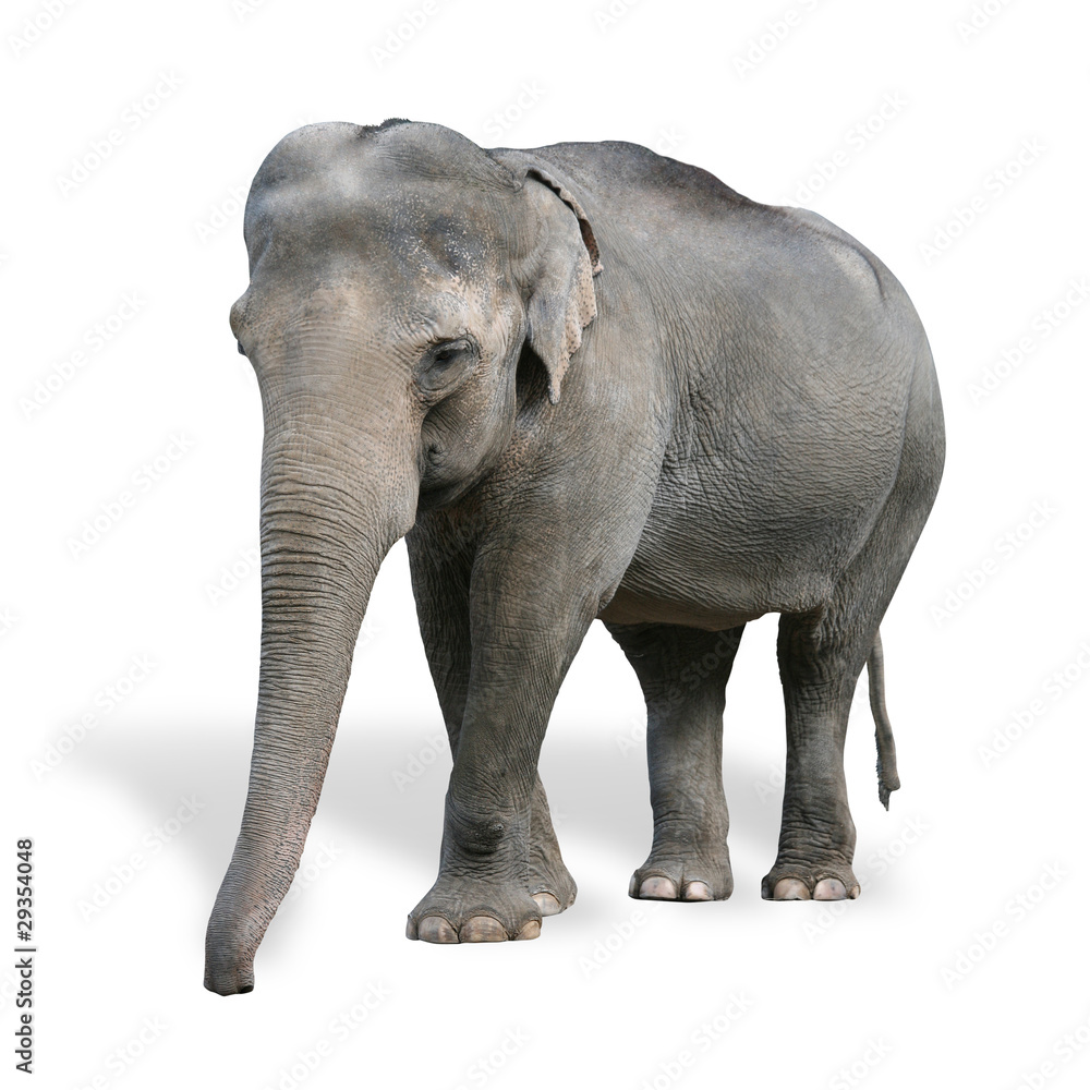 Obraz premium Elefant