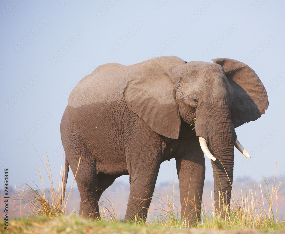 Obraz premium Large African elephant