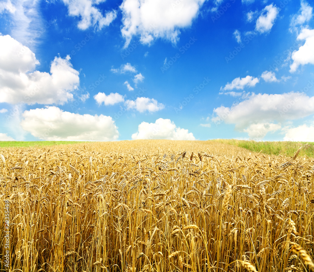 Naklejka premium Gold wheat field