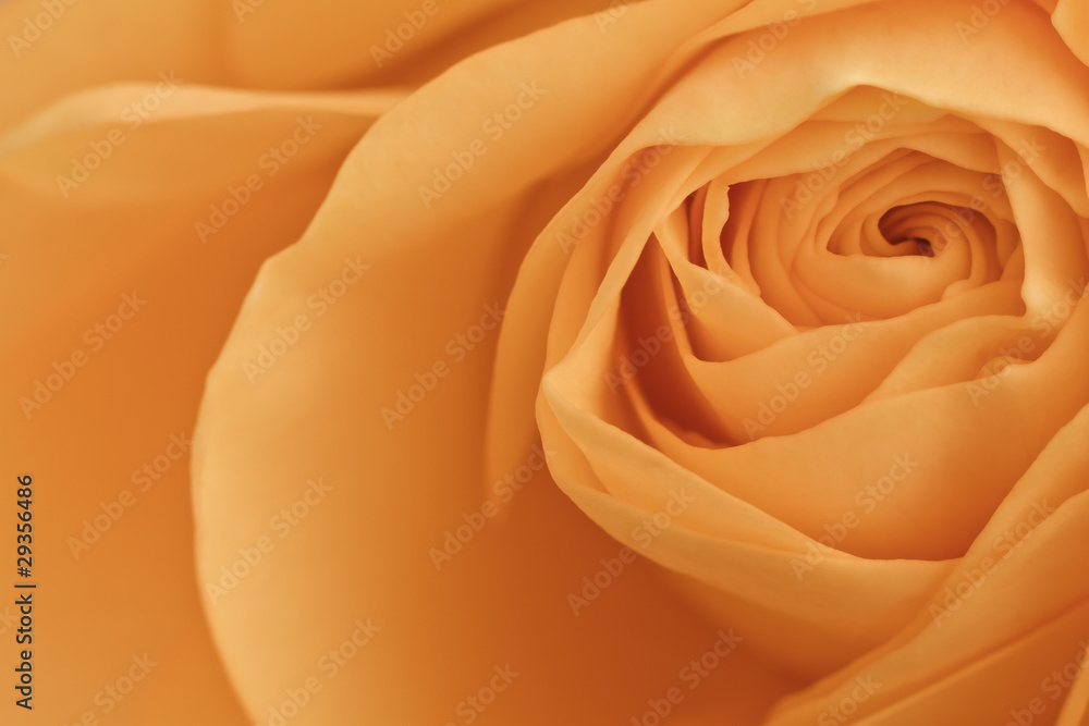 Obraz premium orange rose macro