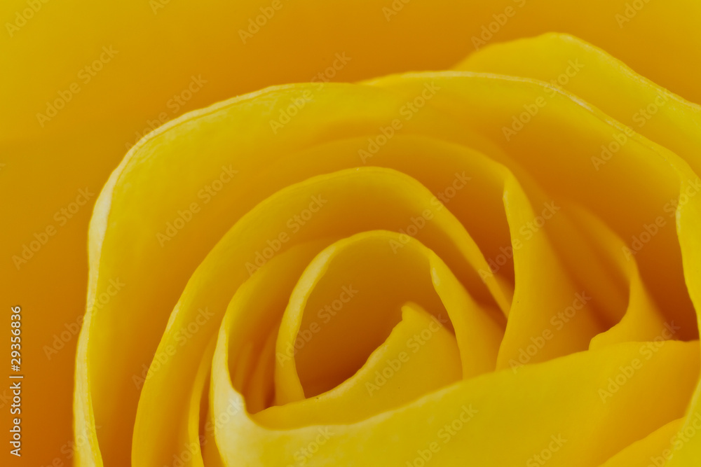 Obraz premium yellow rose macro