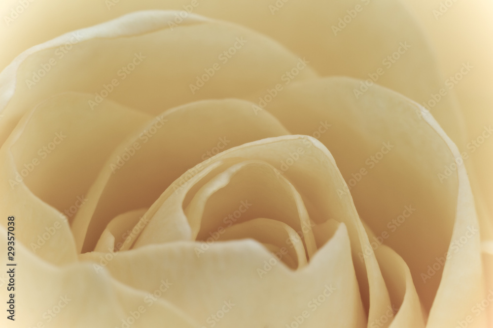 Obraz premium white rose macro
