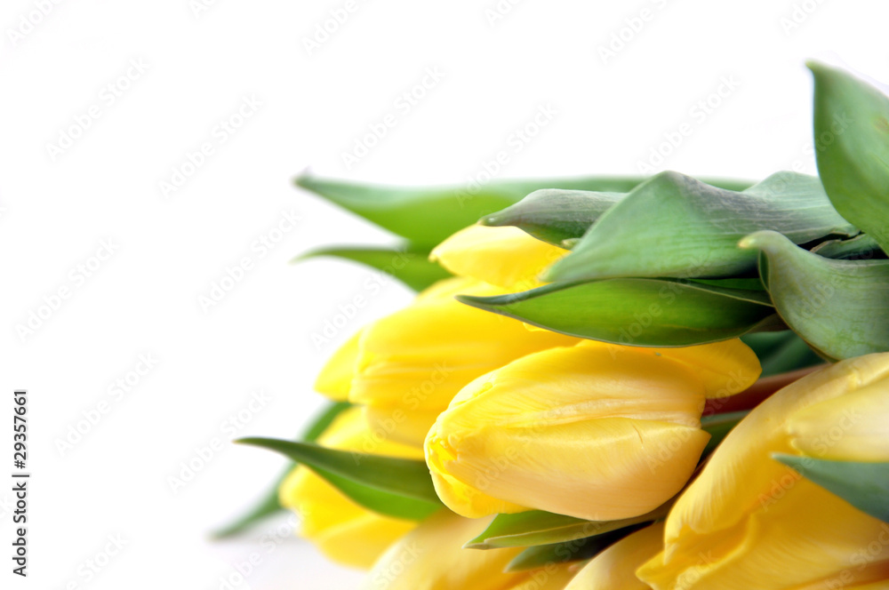 tulpen-blume tulpen-blume