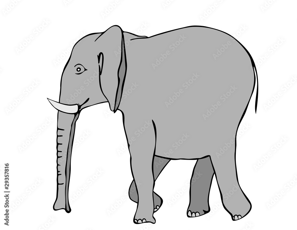 Fototapeta premium walking elephant - vector