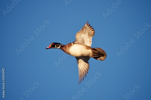 Wood Duck in Flight