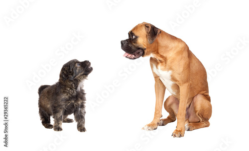 Fototapeta Naklejka Na Ścianę i Meble -  Two dogs of different breeds