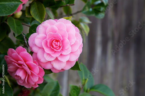 Stampa su tela Two Camelia Blooms