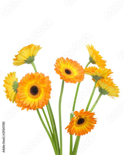 orange gerbera flowers