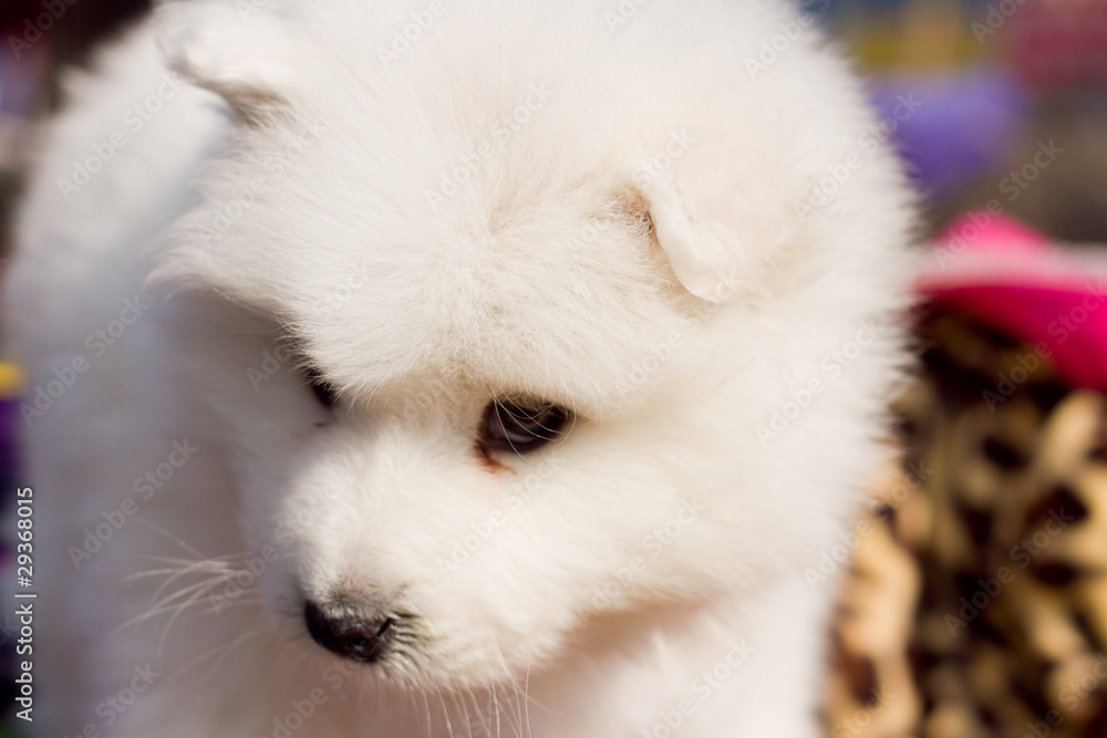 Samoyed