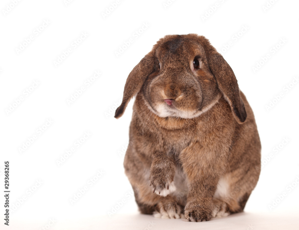 Osterhase Osterhase