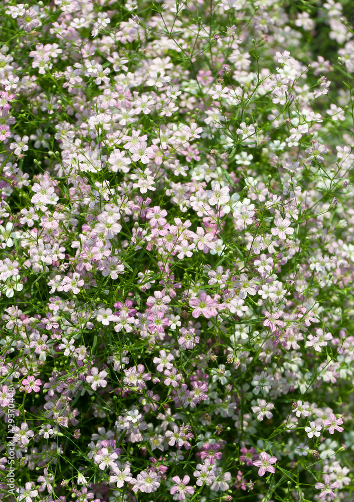 Closeup of gypsophila flower Closeup of gypsophila flower