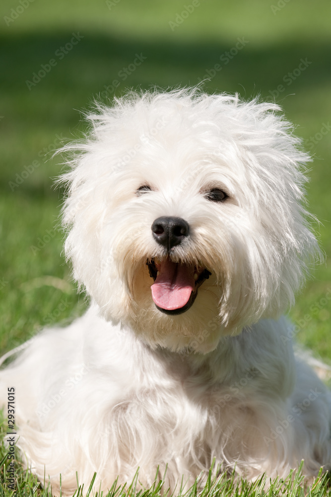 West highland white terrier