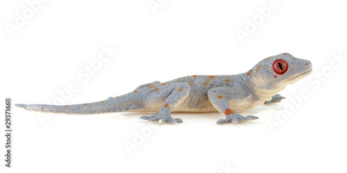 plastic salamander toy over white background