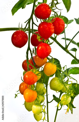 Wallpaper Mural red and green tomatoes close up Torontodigital.ca