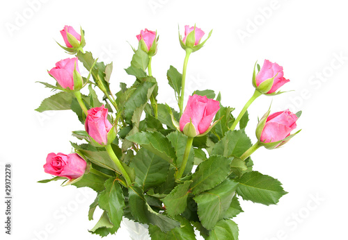 bouquet of pink roses over white background